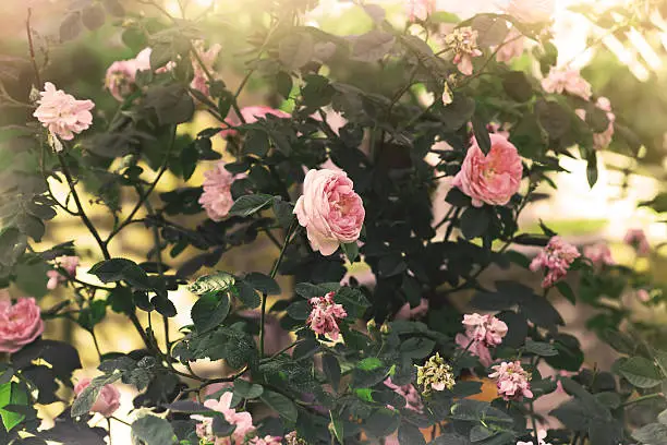 beautiful rosebush