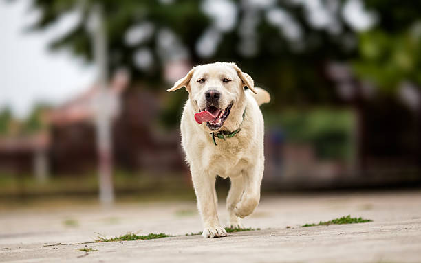 istock Labrador retriever playing in the park 589956850