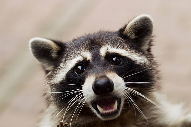 istock Portrait of a curious raccoon 589957236