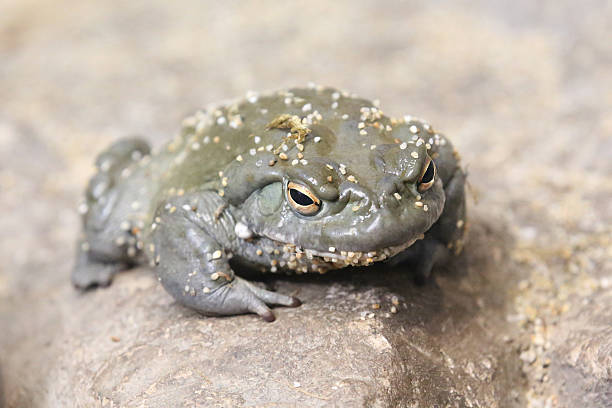 Toad Colorado River Toad colorado river toad stock pictures, royalty-free photos & images