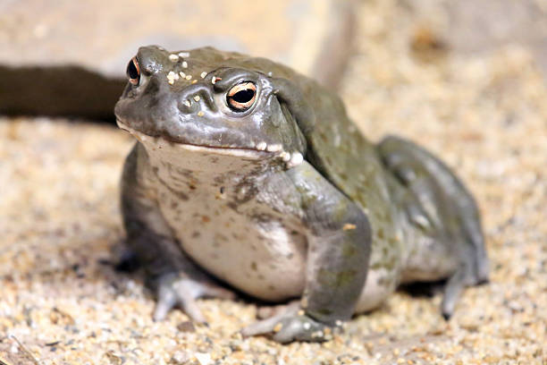 Toad Colorado River Toad colorado river toad stock pictures, royalty-free photos & images