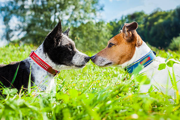 dogs in love couple of dogs in love kissing with nose in park outdoors , dating and flirting close together on summer vacation holidays gay wedding kiss stock pictures, royalty-free photos & images