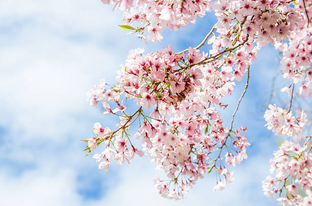 Spring Sakura Cherry Blossom in New Zealand stock photo