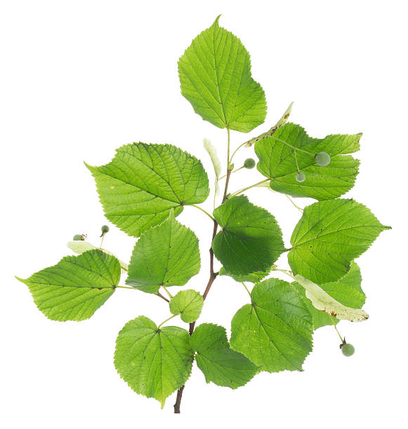 istock Linden twig isolated on white background 589961030