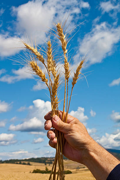 blé tenu �à la main contre le ciel bleu (p) - washington state spokane farm crop photos et images de collection