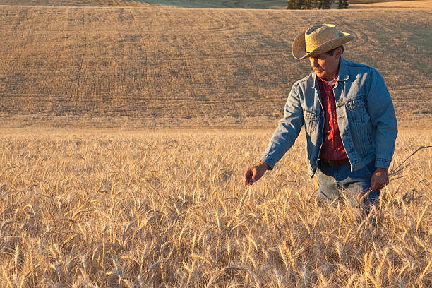 un agriculteur inspecte la récolte et les champs de blé (p) - washington state spokane farm crop photos et images de collection