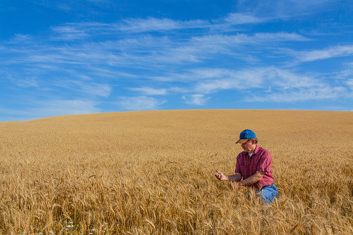 Wheat farmer inspecting crop for harvesting near Spokane Washington