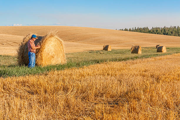 Close-up of Alfalfa Bales, which was recently harvested, stacked up ready for usage, to feed live stock.\n\nTaken in Sacramento County, California, USA.