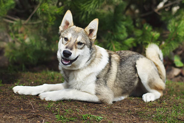 istock Young West Siberian Laika dog lying outdoors on the ground 589961988