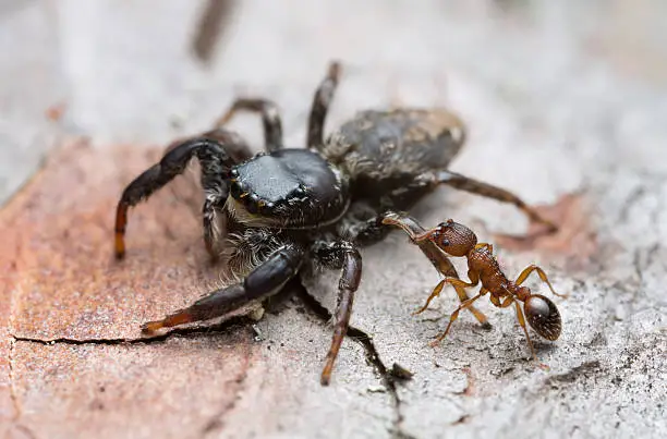 Digital photo of a myrmica ant attacking Fencepost jumper, Marpissa muscosa on bark. 