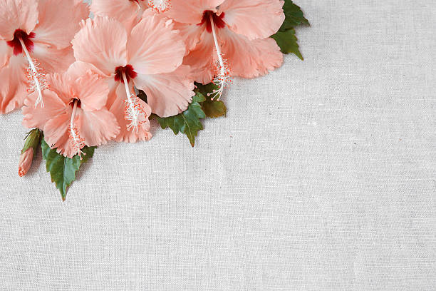 Pink Hibiscus flowers on linen, copy space background, selective