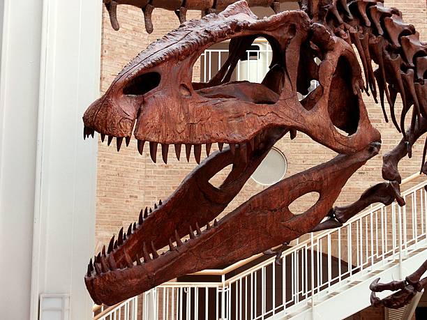istock Tyrannosaurus, Dinosaur, Skull 589964674