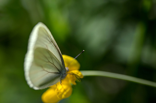 Cabbage White butterfly on yellow flower