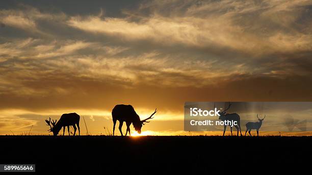 Photo libre de droit de Silhouette De Wapitis banque d'images et plus d'images libres de droit de Wapiti - Wapiti, Chasser, Californie du Nord