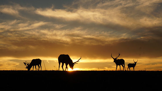 Silhouette of elks at Point Reyes National Park, California, USA