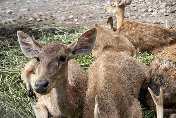 istock Group of deers sitting on the ground 589965932