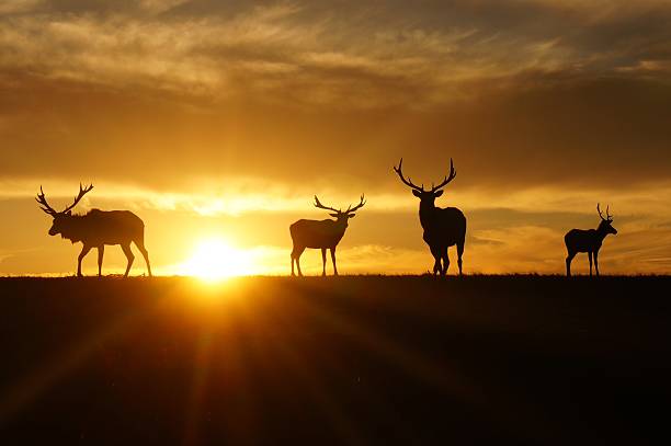 istock Silhouette of Elks 589966296