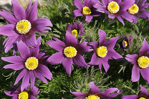 Pulsatilla ludoviciana or Anemone patens or Pasqueflower purple flowers Pulsatilla ludoviciana or Anemone patens or Pasqueflower purple flowers anemone ludoviciana stock pictures, royalty-free photos & images