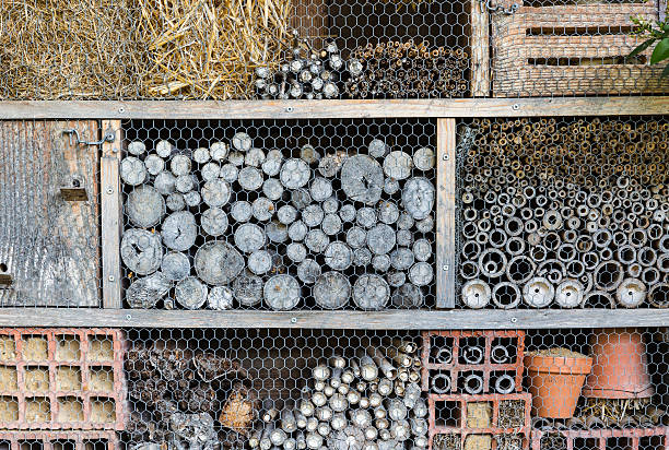 istock house for outdoor insects. 589968770