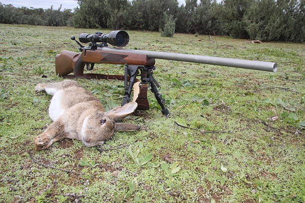 rabbit and rifle - rabbit hunting imagens e fotografias de stock