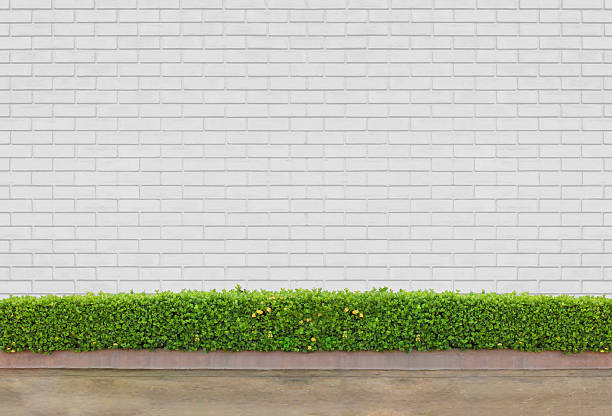 istock Bushes fences 589969592