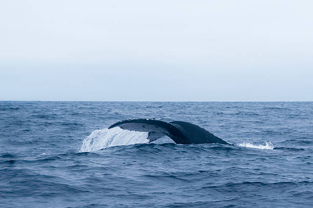 istock Humpback whale watching in the coast of Ecuador 589970218