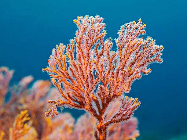 sea fan detail, knotenfächer detail (melithaea sp.) - koraal stockfoto's en -beelden