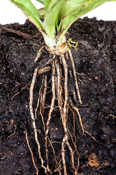 istock roots of parsley under the soil 589971226