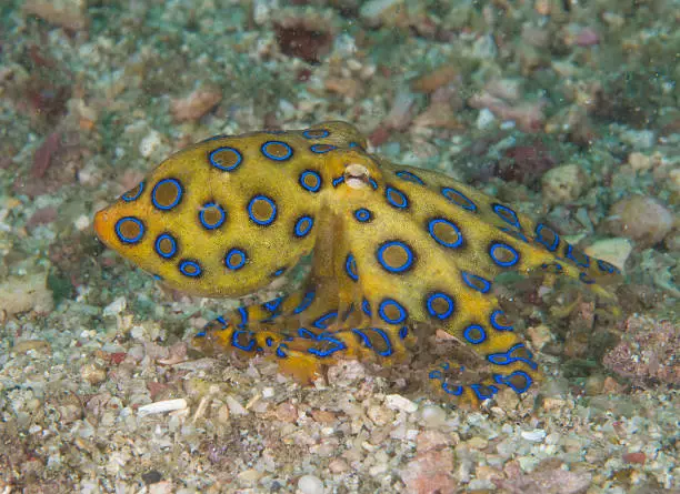 Blue ring octopus