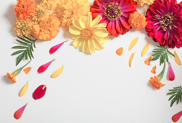 istock red and yellow flowers on white background 589973826