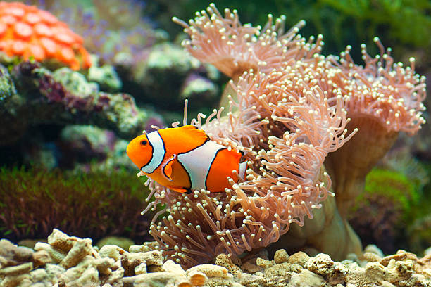 istock close up of clown fish 589973874