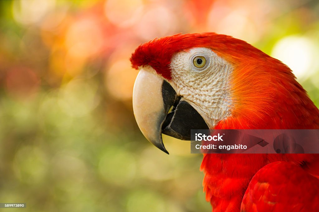 close up of costa rican scarlet macaw close up of costa rican scarlet macaw / ara macao with bokeh background Parrot Stock Photo