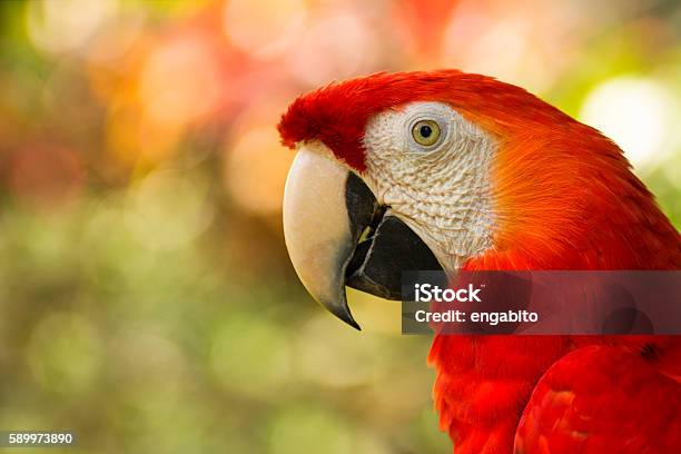 Close Up Of Costa Rican Scarlet Macaw Stock Photo - Download Image Now - Parrot, Red, Bird