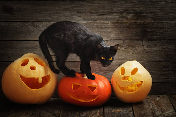 istock Halloween pumpkin and black cat on wooden background 589974048