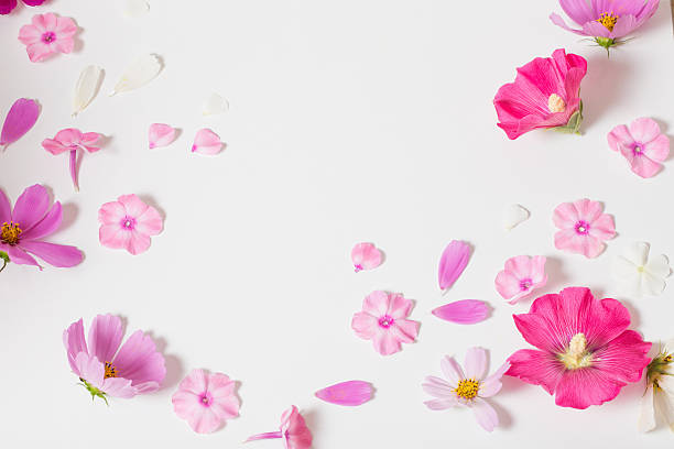 istock pink flowers on white background 589974638