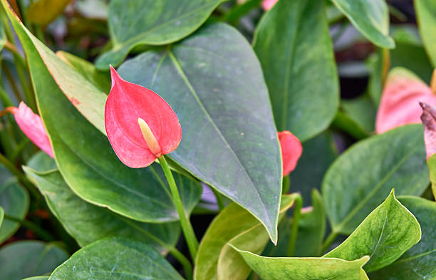 istock Red spathiphyllum in the greenhouse 589974924