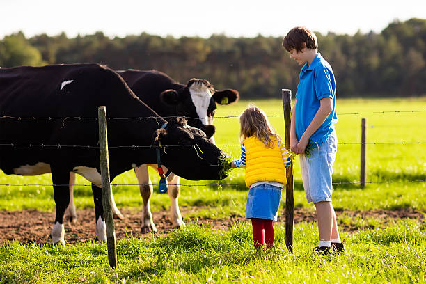 istock Kids feeding cow on a farm 589975156