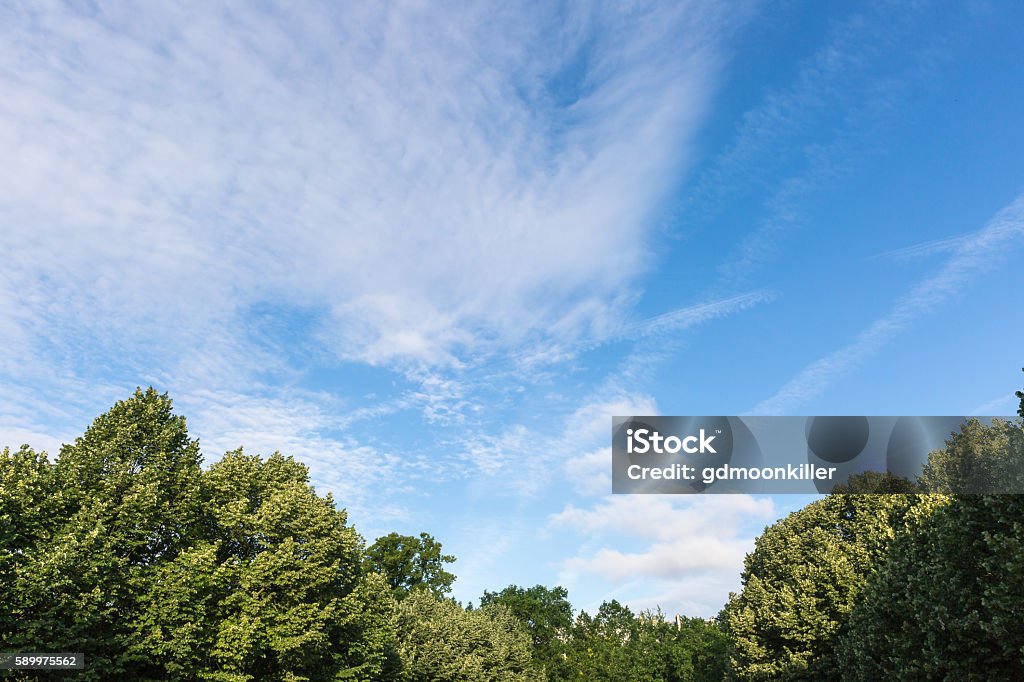 tree top and cloudscape Treetop Stock Photo