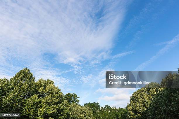 Tree Top And Cloudscape Stock Photo - Download Image Now - Treetop, Backgrounds, Blue