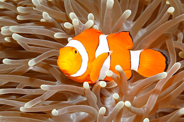 istock Clown Anemonefish in Sea Anemone 589976016