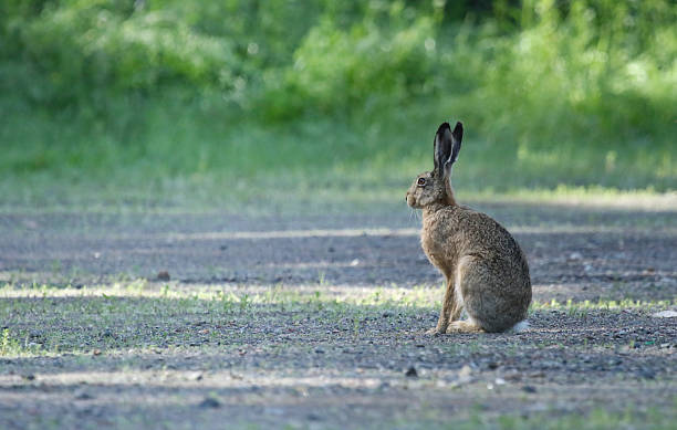 European hare sitting stock photo