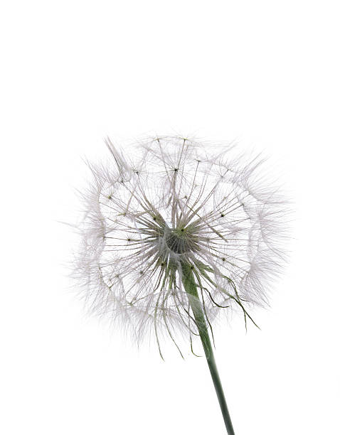 istock Dandelion isolated.White background..Nature.Backgrounds 589977222