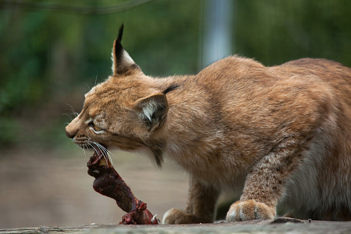 Northern lynx (Lynx lynx lynx). Wildlife animal.