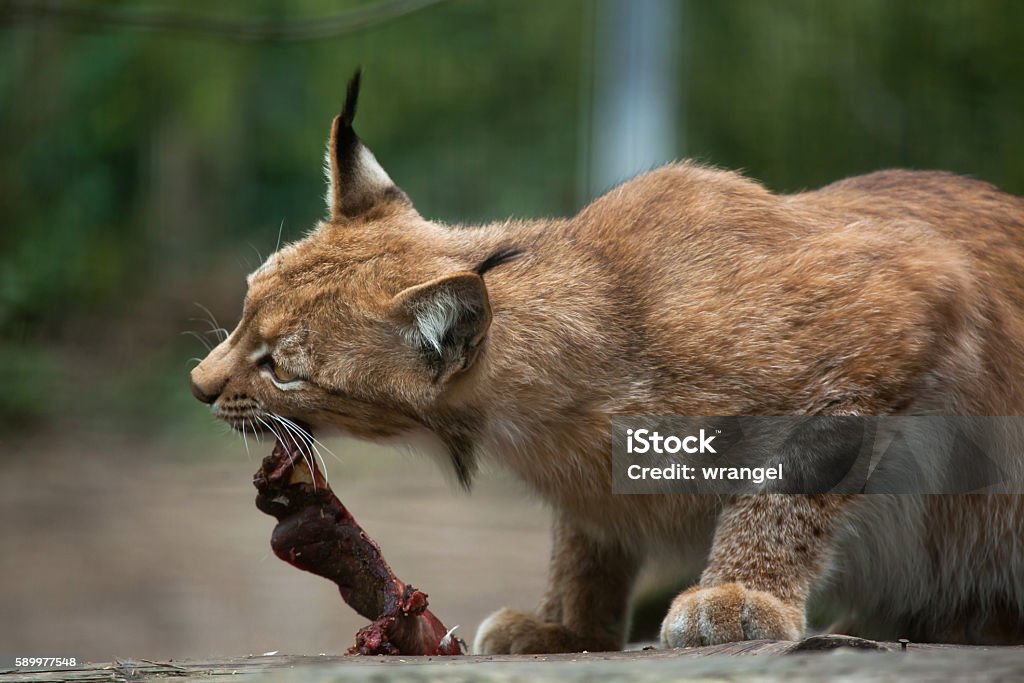 Northern lynx (Lynx lynx lynx). Northern lynx (Lynx lynx lynx). Wildlife animal. Animal Stock Photo