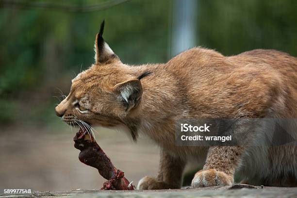 Northern Lynx Stock Photo - Download Image Now - Animal, Animal Body Part, Animal Head