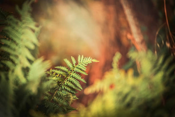 istock Fern in autumn forest , outdoor nature background 589977846