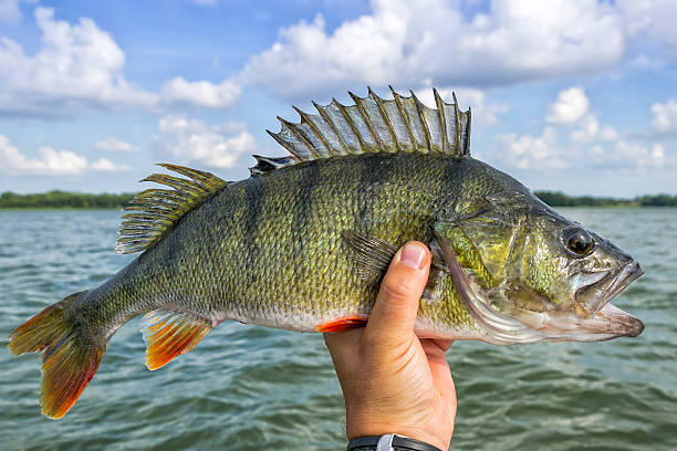 Huge perch fish from the lake Perch fishing trophy in summer scenery freshwater bass stock pictures, royalty-free photos & images
