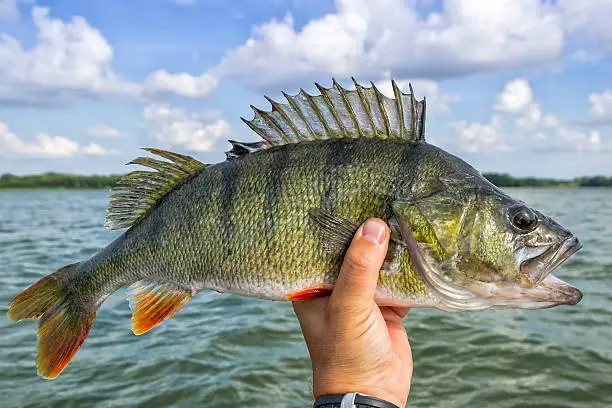 Perch fishing trophy in summer scenery