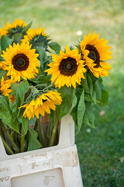 istock Sunflowers in the white vase/container 589978182