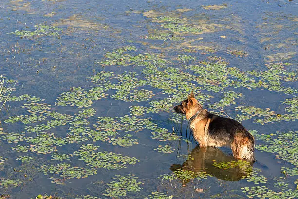 Photo of German shepherd dog stands into water and looks into distance